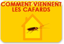 comment viennent les cafards