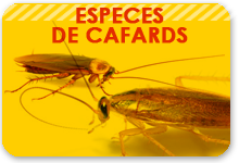 espece de cafard
