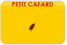 petit cafard